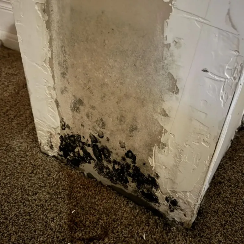 Professional Mold Removal in Haskell County, KS